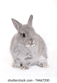 Little Gray Baby Bunny, Rabbit