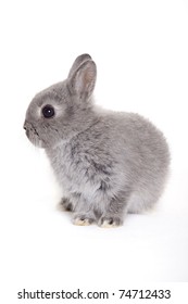 Little Gray Baby Bunny, Rabbit