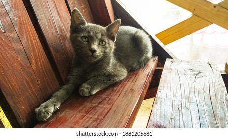 Little Gray Cat - Cuteness Overload 