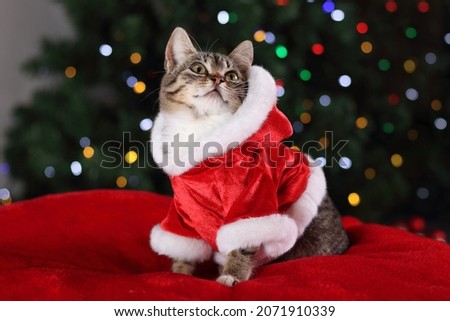 Little gray cat in red Santa Claus costume sitting on the background of the Christmas Tree. Close up of a kitten sitting on a red pillow. Pet care. Christmas concept. New Year. Greeting card. 