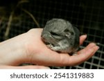 Little gray chinchilla in chinchilla farm. Gray little chinchilla in a cage. Chinchilla portrait