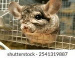 Little gray chinchilla in chinchilla farm. Gray little chinchilla in a cage. Chinchilla portrait