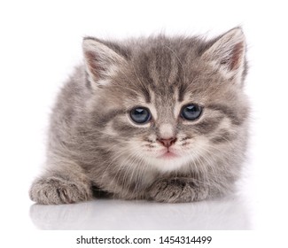 Little gray kitten on a white background. Cat with blue eyes. cat - friend of man - Shutterstock ID 1454314499