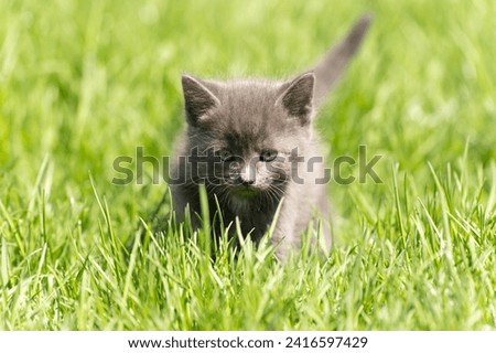 Little gray kitten is walking on the grass