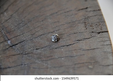 Little Gray Ladybug Walking On Log Stock Photo 1549639571 | Shutterstock