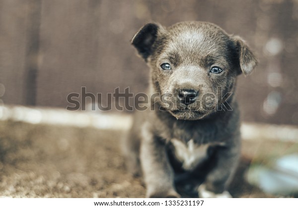 blue eyed gray dog