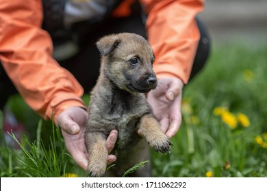 Little Gray Puppy. Homeless Dog. Sad Dog Eyes. A Volunteer Helps Find A Home For Foundling. The Man Holds The Puppy With His Hands. Tiny Paws. Cute Puppy Staing In Green Grass.