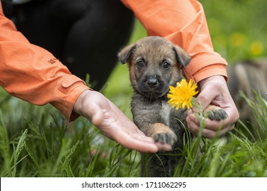 Little Gray Puppy. Homeless Dog. Sad Dog Eyes. A Volunteer Helps Find A Home For Foundling. The Man Holds The Puppy With His Hands. Tiny Paws. Cute Puppy Staing In Green Grass.