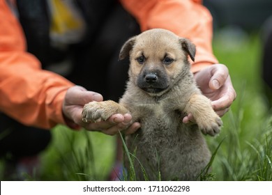 Little Gray Puppy. Homeless Dog. Sad Dog Eyes. A Volunteer Helps Find A Home For Foundling. The Man Holds The Puppy With His Hands. Tiny Paws. Cute Puppy Staing In Green Grass.