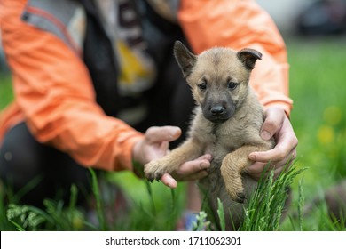 Little Gray Puppy. Homeless Dog. Sad Dog Eyes. A Volunteer Helps Find A Home For Foundling. The Man Holds The Puppy With His Hands. Tiny Paws. Cute Puppy Staing In Green Grass.