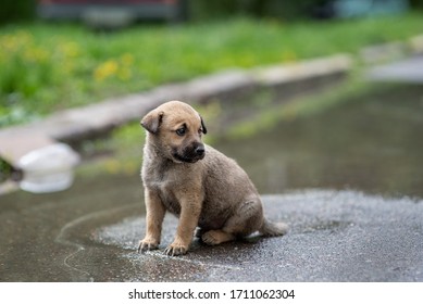 Little Gray Puppy. Homeless Dog. Sad Dog Eyes. A Volunteer Helps Find A Home For Foundling. The Man Holds The Puppy With His Hands. Tiny Paws. Cute Puppy Staing In Green Grass.