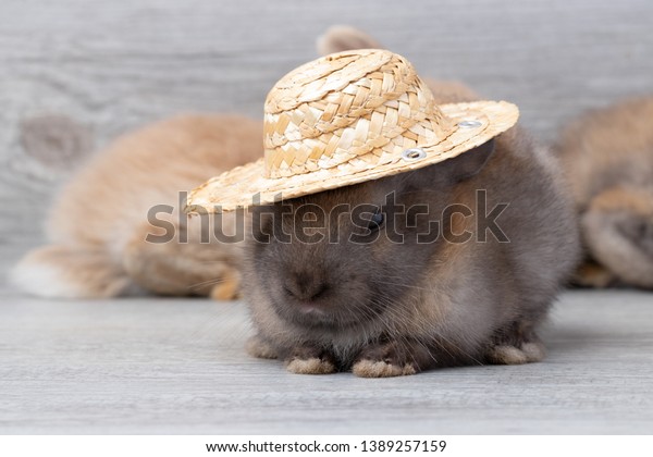 straw hat for rabbit