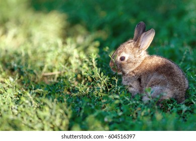 Rabbit Sticking His Tongue Out Stock Photo 1166282179 | Shutterstock