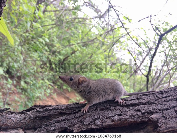 Little Gray Short Tailed Opossum Stock Photo Edit Now 1084769168,Pave Diamonds Ring