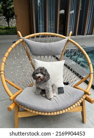 Little Gray Teacup Poodle Sitting On A Chair Next To A Pool