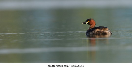 Little Grebe