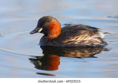 Little Grebe