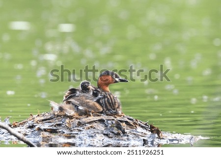 Image, Stock Photo Little grebe Duck Bird