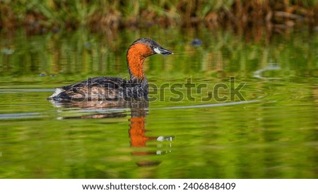 The little grebe is a small water bird that belongs to the grebe family of water birds. It is also known as dabchick.  
