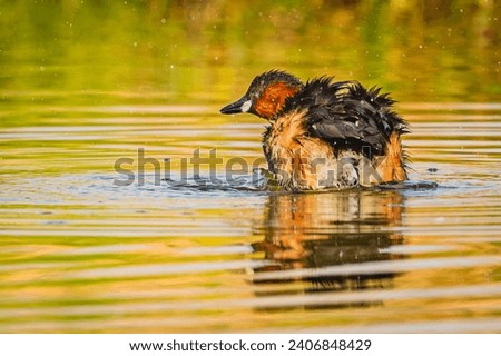 The little grebe is a small water bird that belongs to the grebe family of water birds. It is also known as dabchick.  