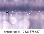 Little grebe, Tachybaptus ruficollis, Waterbird. Grebe on a pond in Slovenia by beautiful sunrise, duck in the wild nature.  Colorful sunrise.