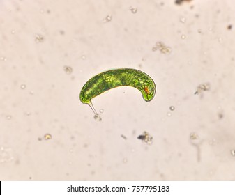 Euglena On Microscope Images Stock Photos Vectors Shutterstock