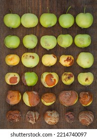 Little Green Apples Sorted From Fresh To Rotten. Food Spoilage