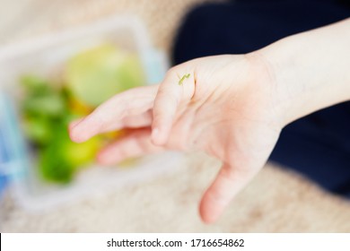 Little Green Caterpillar Crawls On The Child's Finger. Tiny And Very Hungry Caterpillar. Box With Some Leaves Is At The Background.