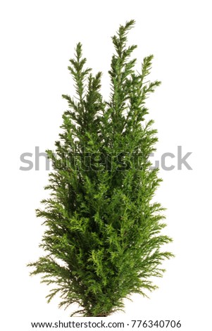 Little green cypress tree. Isolated on white. 