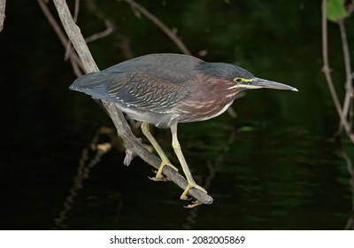 3,058 Green Heron Photo Images, Stock Photos & Vectors | Shutterstock