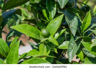 Little Green Orange Ripening On The Tree. Winter Fruit Tree