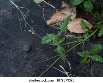 Little Green Plant Almost Fall To The Ground