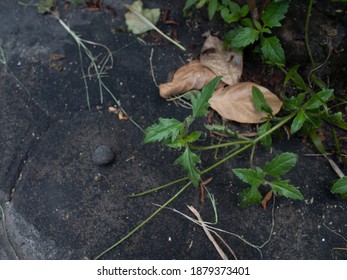 Little Green Plant Almost Fall To The Ground