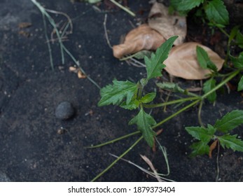 Little Green Plant Almost Fall To The Ground