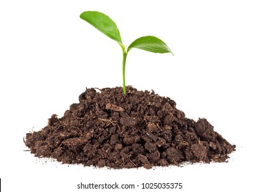 Little Green Plant Grow From Soil, White Background