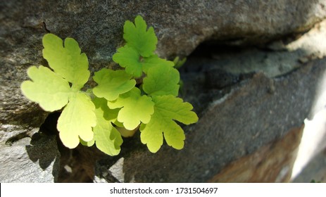 Little Green Plant Growing Out Of A Rock 