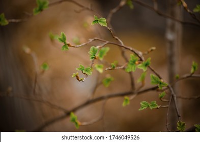 Little Green Plant , Nature Reborn 