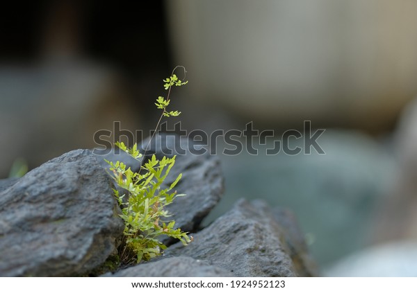 Plants Growing In Rocks 92 355 Images Photos Et Images Vectorielles De Stock Shutterstock