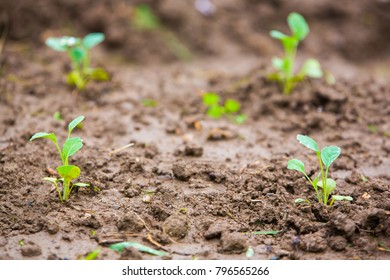 Little green plant sprout growing from ground , Concept of agriculture