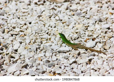 A Little Green Salamander On Rocks