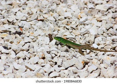 A Little Green Salamander One Rocks