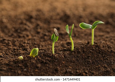 Little Green Seedlings Growing Fertile Soil Stock Photo 1471449401 ...