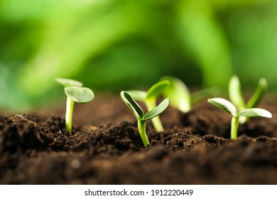 Little green seedlings growing in soil, closeup - Shutterstock ID 1912220449