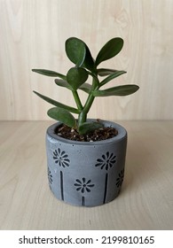 A Little Green Squelent In A Concrete Flower Pot