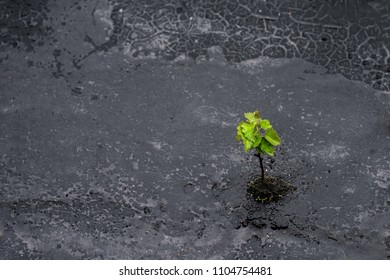 Little green tree growing through urban black tar illustrating global environmental and ecology problem of deforestation and shows the power of life
