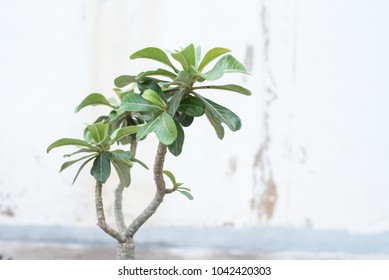 Little green tree with white wall background 