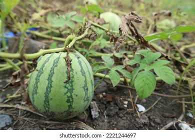 Little green watermelon on the ground. Young small watermelon in a vegetable garden or farm field.