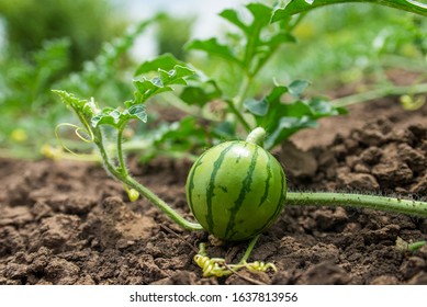 Little green watermelon. Young small watermelon in the garden. Watermelon in the farm on field.