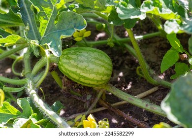 Little green watermelon. Young small watermelon in the garden. Watermelon in the farm on field