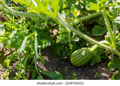 Little green watermelon. Young small watermelon in the garden. Watermelon in the farm on field.